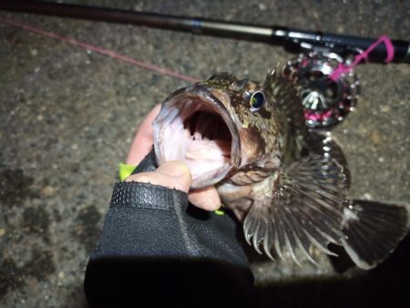 2022/04/20 南港ヘチ釣り釣行