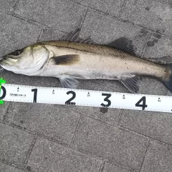 シーバス1  チヌ1  ボラ1