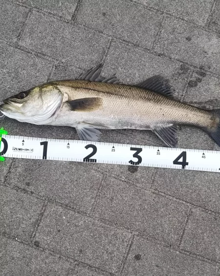 シーバス1  チヌ1  ボラ1