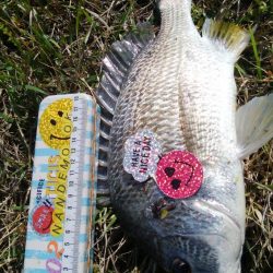 チニング!!カニさん