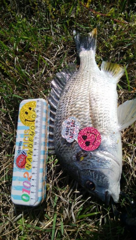 チニング！！カニさん