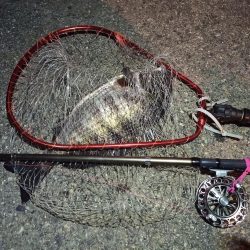 2022/04/22 南港ヘチ釣り釣行