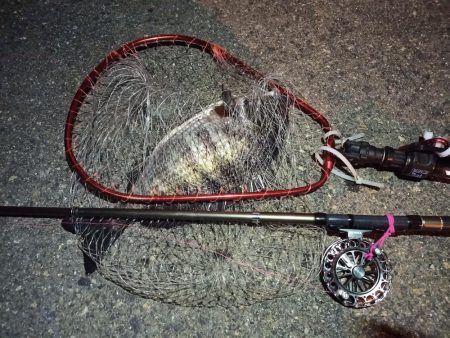 2022/04/22 南港ヘチ釣り釣行