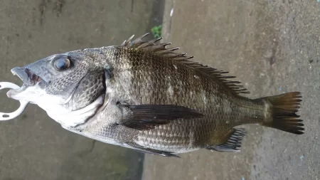 のっこみチヌさま登場されました(◕ᴗ◕✿)