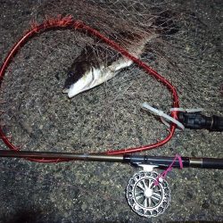 2022/04/25 南港ヘチ釣り釣行