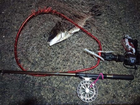 2022/04/25 南港ヘチ釣り釣行