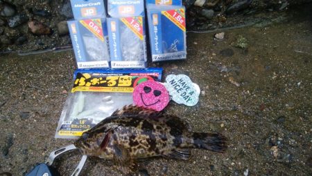 色々な魚が釣れました(^^)