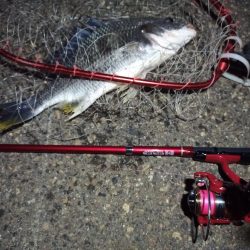 2022/04/27 南港ライトゲーム釣行