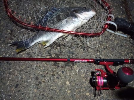 2022/04/27 南港ライトゲーム釣行