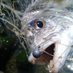 ライトチニングイエロー