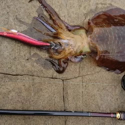 (対馬)墨族釣果投稿②