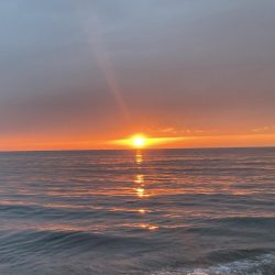 座布団ヒラメ 75センチ