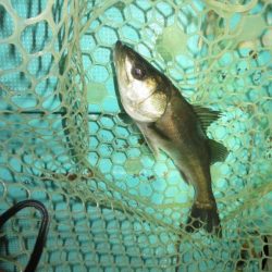 ２度目のボートメバル！