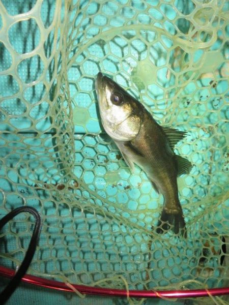 ２度目のボートメバル！