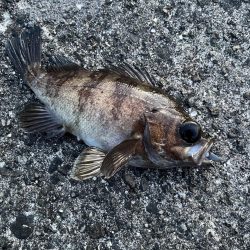 ライトワインド&アジング釣行　たまや渡船さん！