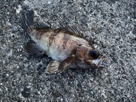 ライトワインド&アジング釣行　たまや渡船さん！