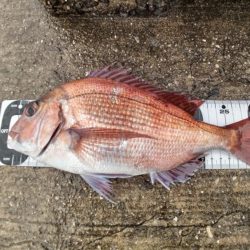 アブラメ三連発