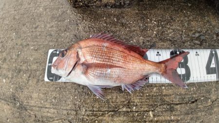 アブラメ三連発