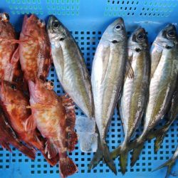 泉州丸　釣果
