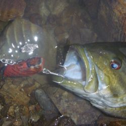 4月のバス釣り