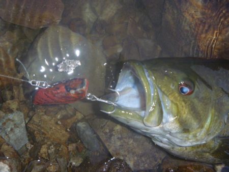 4月のバス釣り