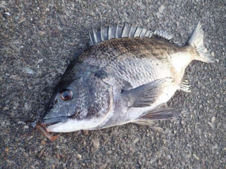 初めての場所でライトワインド調査！