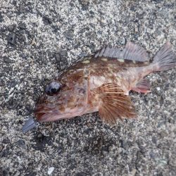 良型アジの回遊も確認! たまや渡船半夜便でライトワインド