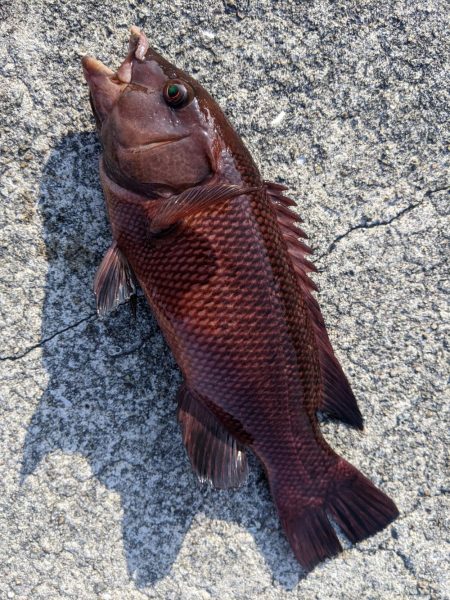 久しぶりの人工島