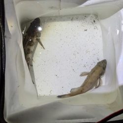 メバルプラッキング