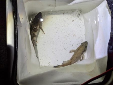 メバルプラッキング