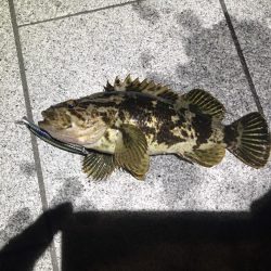 シーバス・タケノコメバル