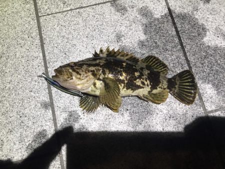 シーバス・タケノコメバル