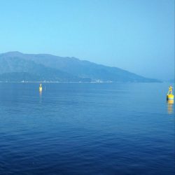 コウイカもサゴシも厳しい