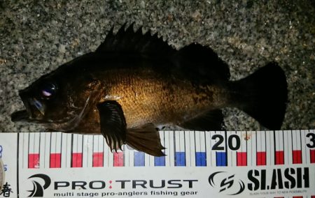 久しぶりの良形！