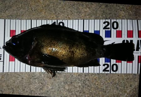 ニューロッドで良形ゲット！