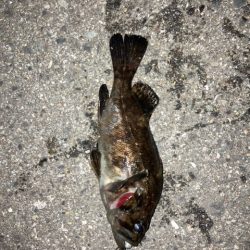 アジングのはずが