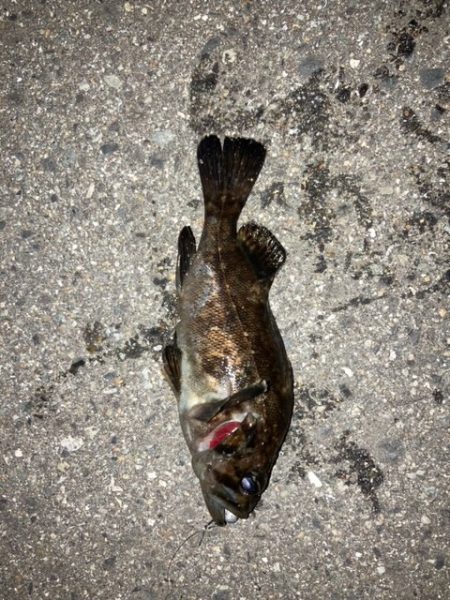 アジングのはずが