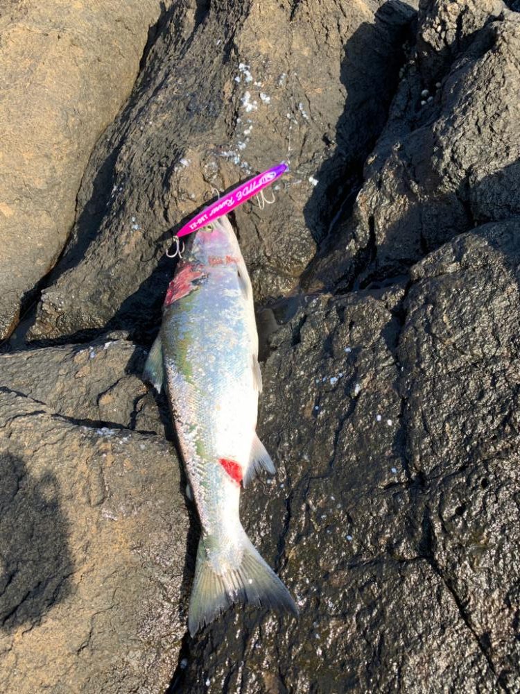 サクラマス タイドランナー21g 桜ピンク 2022年 北海道