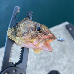 久々の入れ食いメバリング