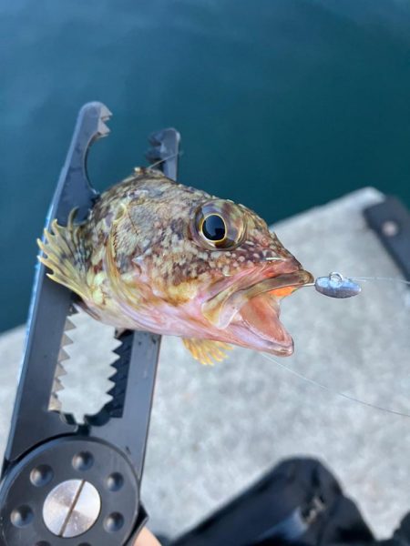 久々の入れ食いメバリング