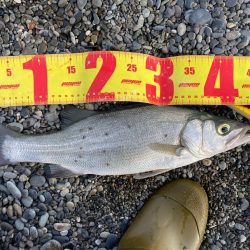 浜のヒラスズキは高活性