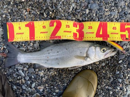 浜のヒラスズキは高活性