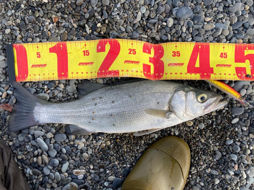 浜のヒラスズキは高活性