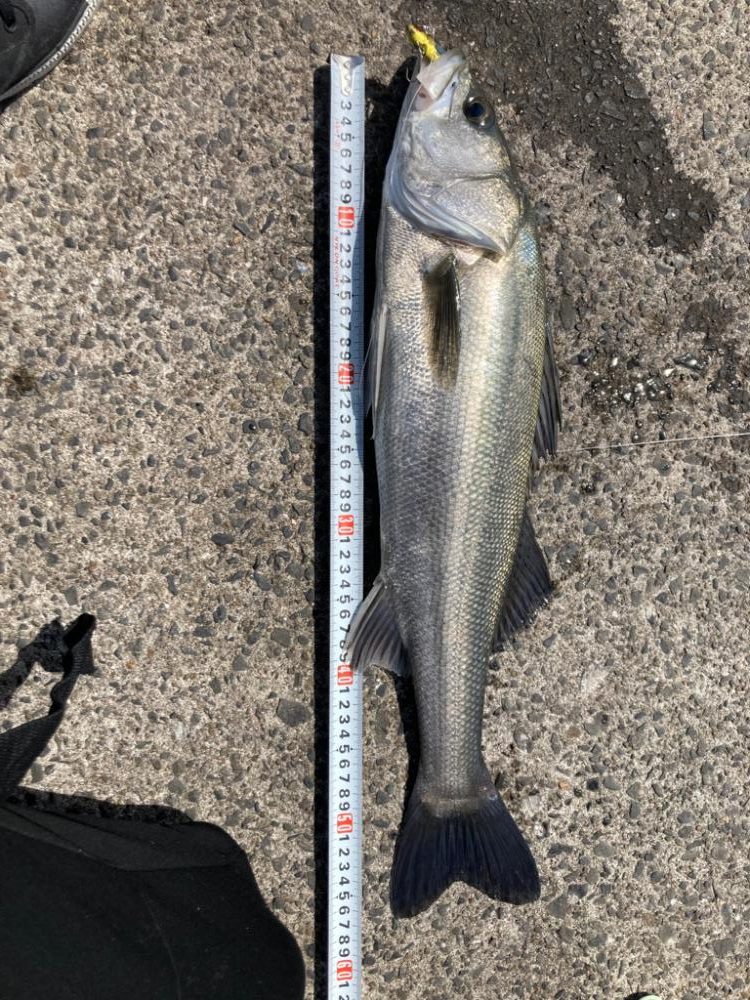 ショアジギング