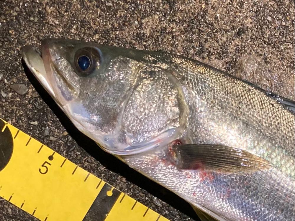 バチ抜けシーバスフィッシング