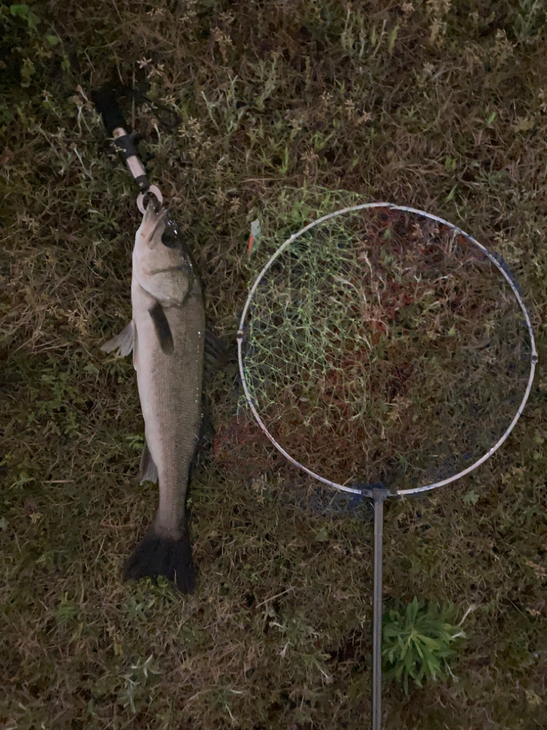 バチ見えないけどバチパターン