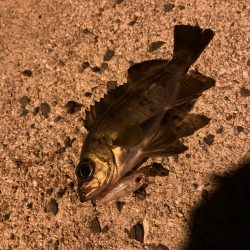 離島メバリング