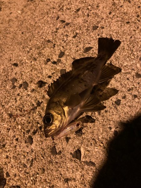 離島メバリング