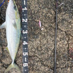 ついに！泉州青物来ました