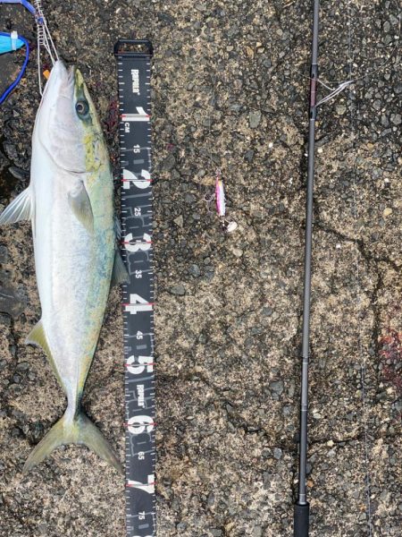 ついに！泉州青物来ました